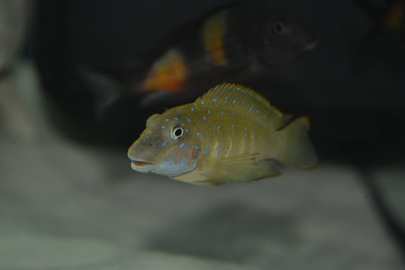 Eretmodus cyanostictus 'Cape Chaitika'